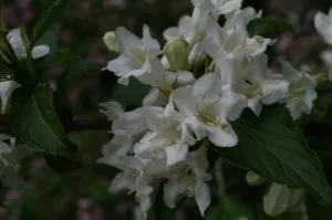 Arbusti cu flori WEIGELA White Princess ghiveci 5-7 litri, h=50-60cm