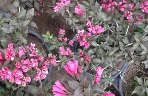 Arbusti cu flori WEIGELA Purpurea ghiveci 5-7 litri, h=30-40 cm