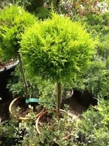 Arbusti forme tunse BILA PE TULPINA / CUPRESSUS MACROCARPA GOLDCREST/ ghiveci 10 litri, diam = 30 cm