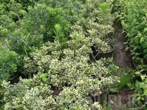 Arbusti cu frunze persistente ILEX AQUIFOLIUM ARGENTEOMARGINATA ghiveci 3 litri, h=10-20cm pt garduri vii
