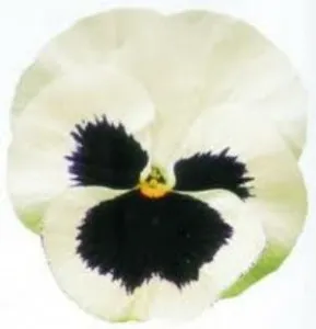 Flori bienale: Viola witrokiana soiul `White with Blotch` / Panselute in ghivece de 9 cm