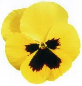 Flori bienale: Viola witrokiana soiul Primrose with Blotch/ Panselute in ghivece de 9 cm