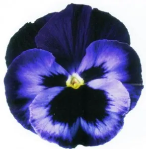 Flori bienale: Viola witrokiana soiul Neon Violet  /Panselute in ghivece de 9 cm