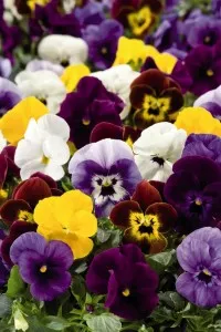 Flori bienale: Viola MINI Rocky F1/Panselute in ghivece de 9 cm/toate culorile