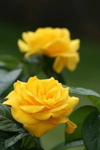 Trandafiri de gradina Golden, planta formata cu radacina in ghivece de 7 litri, 100-150cm