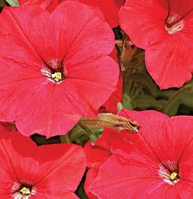 Plante de balcon petunii curgatoare cu flori mari rosii Petunia hybrida pendula
