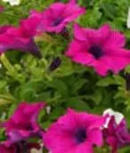 Plante de balcon petunii curgatoare cu flori mari purpurii Petunia hybrida pendula la ghiveci