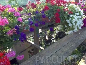 Plante de balcon petunii curgatoare cu flori mari albe Petunia hybrida pendula