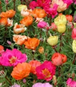 Flori de gradina anuale PORTULACA GRANDIFLORA Happy Hour - Floare de piatra in ghiv de 9 cm