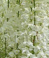 Plante urcatoare Wisteria floribunda Alba (glicina) ghiveci 2 litri, h=80-100 cm