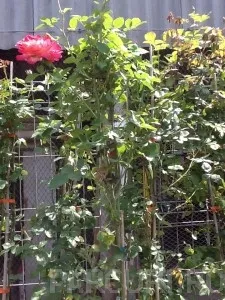 Trandafiri urcatori ROZ H = 200 cm,  la ghiveci de 5 litri