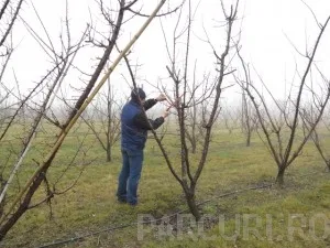 Taiere de intretinere si fructificare la pomi fructiferi medii (inaltime 2-3 metri)