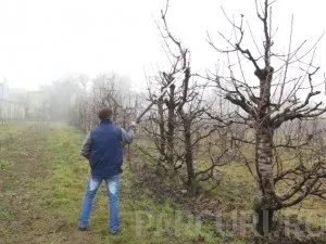 Taieri de fructificare pomi fructiferi mari (inaltime 3 - 4 metri)