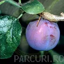 Pomi fructiferi Pruni soiul Diana Puieti fructiferi la radacina ambalata