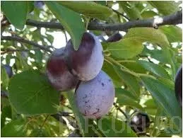 Pomi fructiferi Pruni soiul Muscat Debrecen la ghiveci, an 3-4