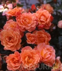 Butasi de trandafiri urcatori cu radacini ambalate, soiul Orange climbing