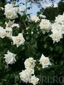 Trandafiri cataratori, urcatori cu flori albe, inaltime 200 cm, in ghivece de 5 litri