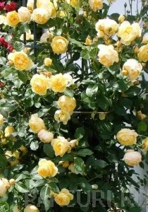 Trandafiri urcatori H = 200 cm,  la ghiveci de 5 litri cu flori SOMON