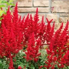 Flori de gradina perene ASTILBE JAPONICA Vsion in Red  la ghiv  C2