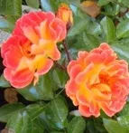 Trandafiri pitici de gradina soiul  Bessy in ghiveci de 14 cm