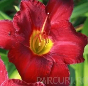 Flori perene HEMEROCALIS Autum Red ghivece de 3 litri