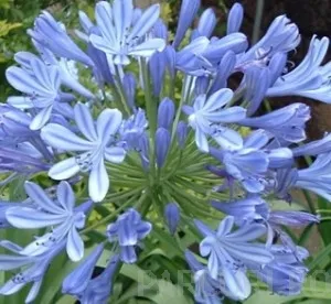 Flori perene, Agapanthus umbellathus Blue jack , crin african, ghivece de 3 litri