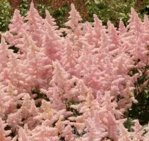 Flori de gradina perene  ASTILBE x simplicifolia Sprite, culoare roz pal - 2 litri