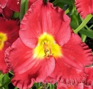 Flori perene HEMEROCALIS Amadeus ghivece de 3 litri, rosu cu galben