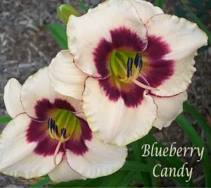 Flori perene HEMEROCALIS Blueberry Candy ghivece de 3 litri