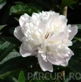 Bujor Paeonia lactiflora Duchesse de Nemours  ghiveci 3 litri