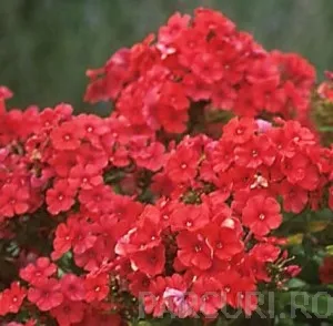 Flori de gradina perene Flox/ Phlox paniculata Red Riding