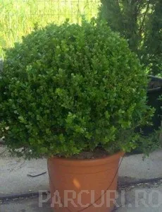 Arbusti forme tunse BILA / BUXUS MICROPHYLA FAULKNER ghiveci 18 litri, diam=40cm