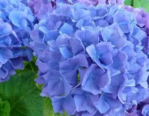 Flori perene Hortensia / HYDRANGEA MACROPHYLLA BLUE diam 30 cm, ghiveci 3 litri