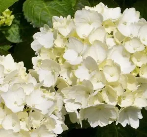 Flori perene Hortensia / HYDRANGEA MACROPHYLLA WHITE h=-30 cm, ghiveci 3-5 litri