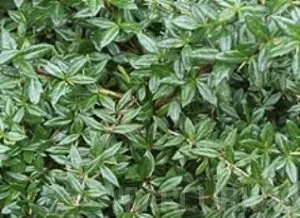 Arbusti pitici BERBERIS TELSTAR la ghiveci de 3 litri, 30-35 cm