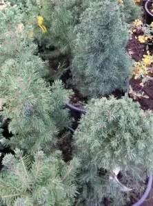 Arbusti rasinosi PICEA ALBERTINA CONICA ghiveci 5 litri, h=30-40 cm