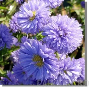 Flori de gradina perene Aster Novi-Belgii Marie Ballard (aster, steluta, ochiul boului de munte), floare albastra