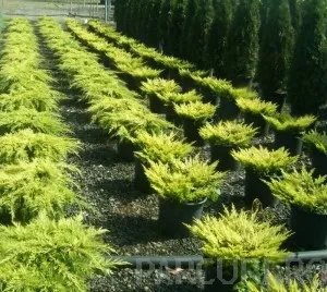 Arbusti rasinosi JUNIPERUS LIME GLOW ghiveci de 5 litri, 40-60 cm