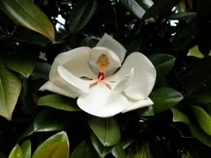 Magnolia parfumata de vara MAGNOLIA GRANDIFLORA  LITTLE GEM ghiveci 18 litrI  h=100-125 cm