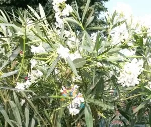 Plante de balcon NERIUM OLEANDER (leandru alb) ghiveci 18/24  litri h=125-150 cm