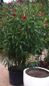 Plante de balcon NERIUM OLEANDER  Rosso Semplice 125/150 cm