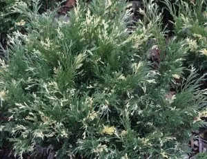 Arbusti rasinosi JUNIPERUS SABINA VARIEGATA ghiveci 5 litri, 40-50 cm