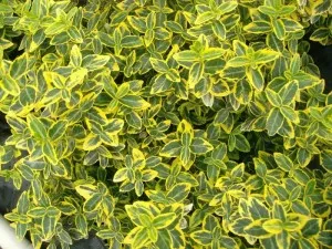 Arbust frunze persistente EUONYMUS Emerald Gold, euonimus,  ghiveci 3-4 litri, h= 20-30cm. Poza 8912