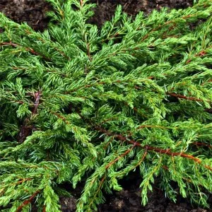 Arbusti rasinosi Juniperus communis repanda, ghiveci 3 litri , 30-40 cm