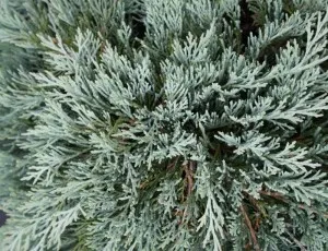Arbusti rasinosi Juniperus horizontalis Glacier, ghiveci 3-4 litri , 30-40cm