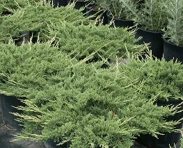 Arbusti rasinosi Juniperus Prince of Wales, ghiveci 3 litri, 20-30 cm