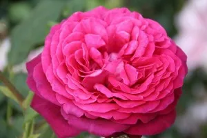 Trandafiri de colectie cu parfum intens  JW von Goethe Rose culoare violet in ghivece de 3 litri