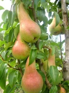 Par soiul Abatele Fetel Puieti pomi fructiferi altoiti, in ghiveci 15 litri, 6/8 1/2F, pe rod