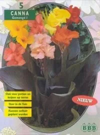 Bulbi flori perene de gradina, Canna,varietati mixte, 3 rizomi/ pachet