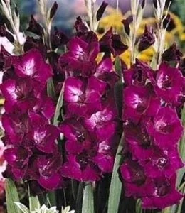 Bulbi flori perene de gradina Gladiole Plumtart, gladiole, 25 bulbi / pachet